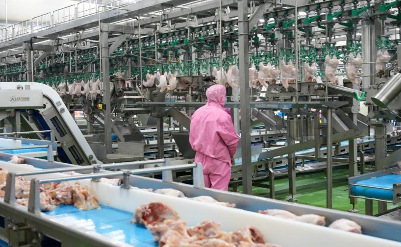 安徽固镇 一只鸡的数智化“鸡遇”日用品